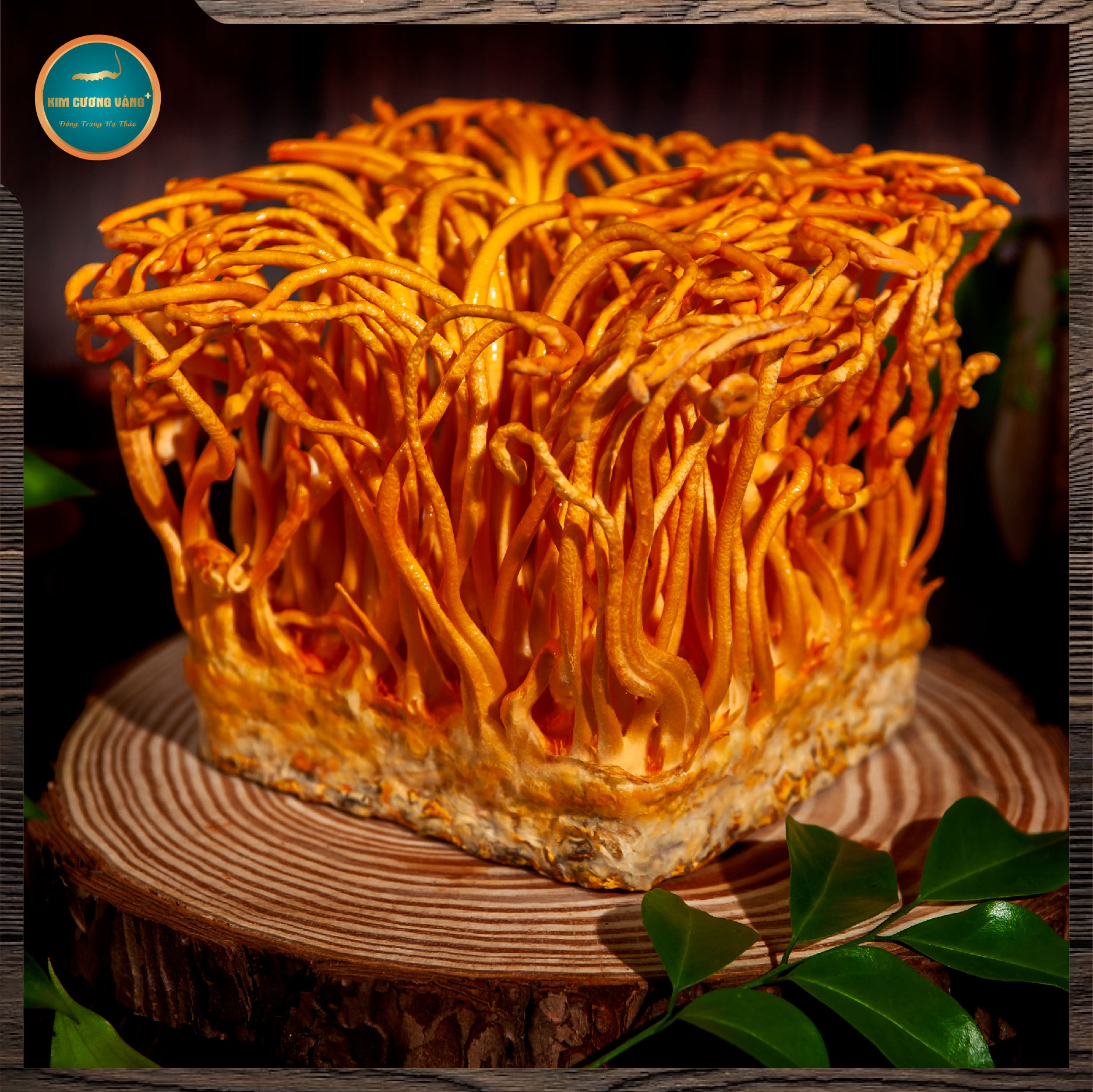 Đông trùng hạ thảo tươi Kim Cương Vàng